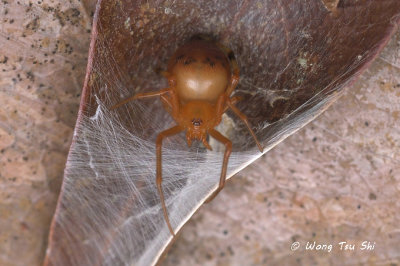 (Theridion sp.)[L] ♀