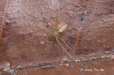 (Theridion sp.)[G] ♀