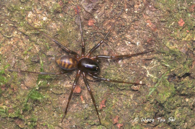 ZODARIIDAE - Ant-hunting Ground Spiders