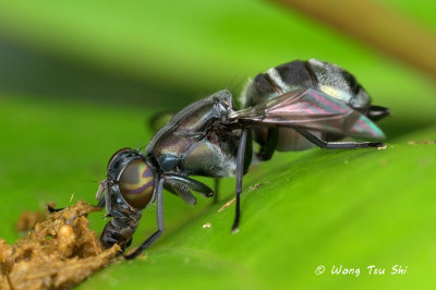 (Ulidiidae sp.)[A] Picture-winged Fly