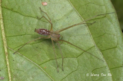 CHEIRACANTHIIDAE - Long-legged Sac Spiders