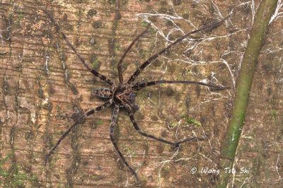 (Heteropoda tetrica) ♂