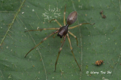 (Utivarachna sp.)[C] ♂