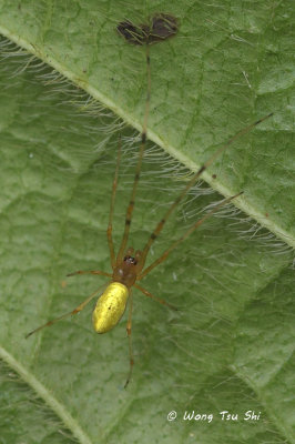 (Tylorida sp.)[C] ♂