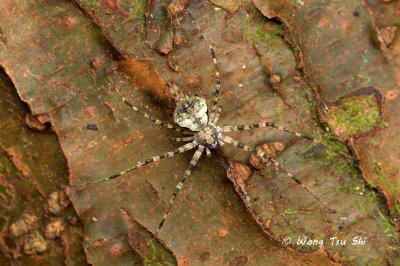 (Hersilia deelemanae) ♀