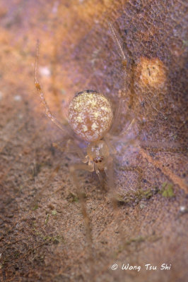 (Theridion sp.)[H] ♀