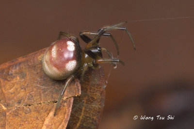 (Singa perpolita)  ♀