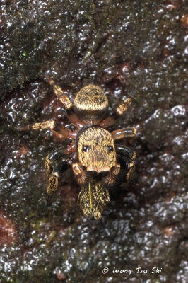 (Orcevia keyserlingi) ♂