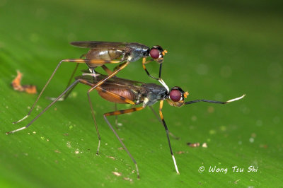 (Micropezidae sp.)Stilt-legged Fly