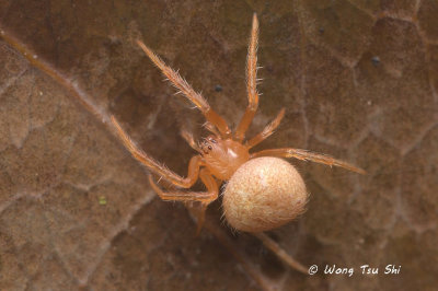 (Theridion sp.)[M] ♀