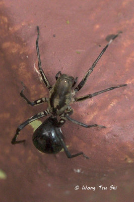 (Corinnomma sp.)[A] ♀