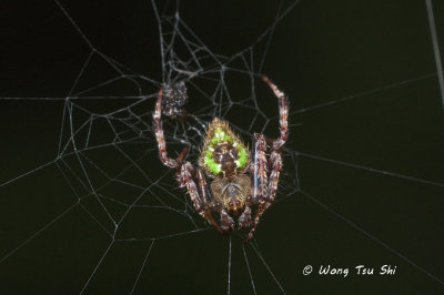 (Eriovixia sp.)[E] ♂