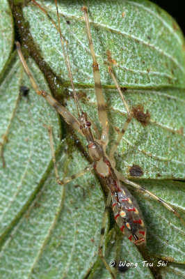 (Reduviidae, sp.)[F]Assassin Bug
