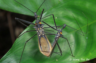 (Reduviidae, sp.)[E]Assassin Bug