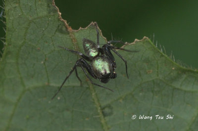 (Tapponia micans) ♂