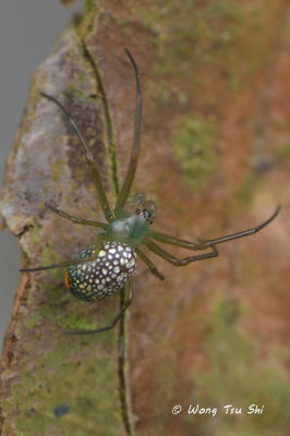(Mesida sp.)[A] ♂