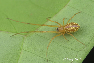 (Tylorida sp.)[L] ♀