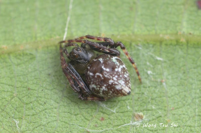 (Araneus sp.)[J]  ♀