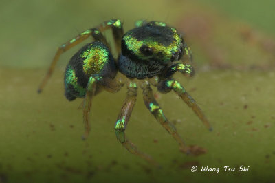 (SALTICID sp.) [E]  ♂