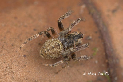 (Eriovixia sp.)[F] ♂