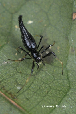 (Chikunia sp.)[A] ♀