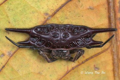 (Gasteracantha mengei) ♀