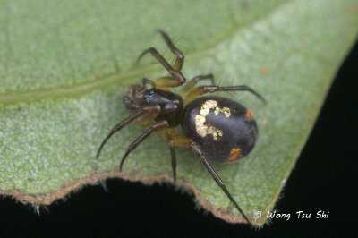 (DICTYNID sp.) [D]  ♀