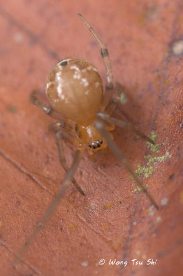 (Nihonhimea mundula) ♀