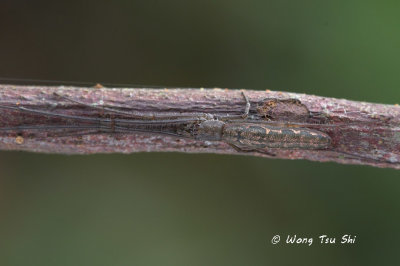 (Tetragnatha ceylonica)  ♀