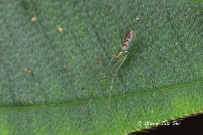 (Mesida sp.)[G] ♂