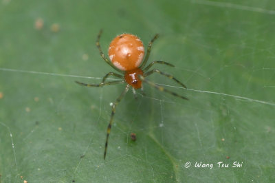 (Theridion sp.)[K] ♀