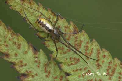 (Mesida sp.)[F] ♀