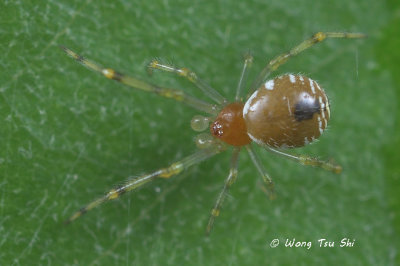 (Theridion sp.)[K] ♂