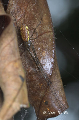 (Mesida sp.)[H] ♀