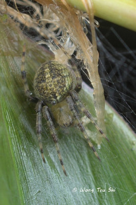 (Neoscona sp.)[N]  ♀