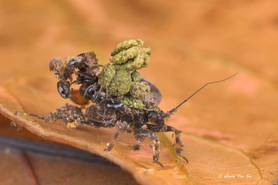 (Reduviidae, Acanthaspis sp.)[A]Assassin Bug