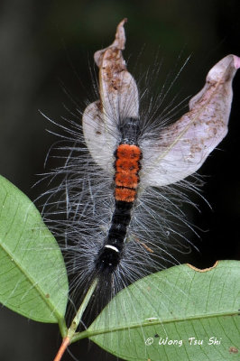 Tussock moth caterpillar 