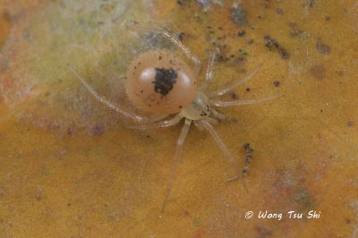 (Dipoena sp.)[A]  ♀