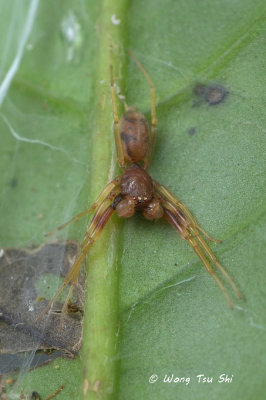 (Utivarachna phyllicola) ♂