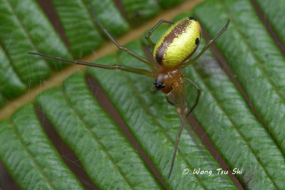 (Mesida sp.)[J] ♀