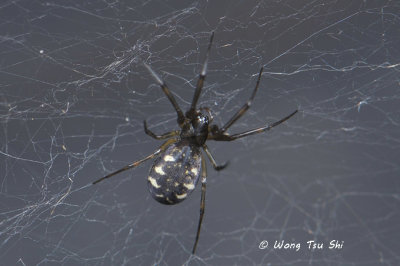 (LINYPHIID sp.)[E] ♀
