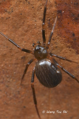 (Theridion sp.)[N] ♀