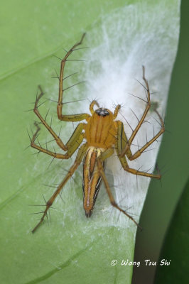 (Oxyopes lineatipes)  ♀