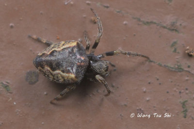 (Parawixia dehaani)  ♀