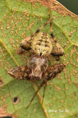 (Neoscona vigilans) ♂