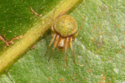 (Araneus sp. )[C] ♀