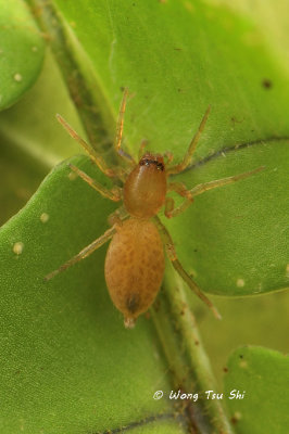 (Clubiona sp.)[A] ♀