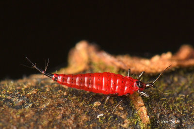 (Thysanoptera sp.)[A]Thrips