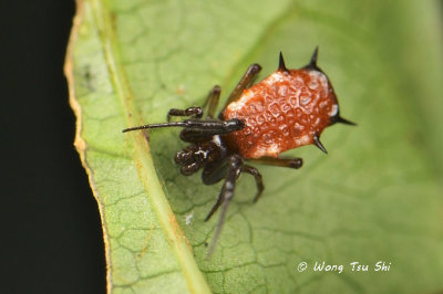 (Phoroncidia sp.)[B] ♂