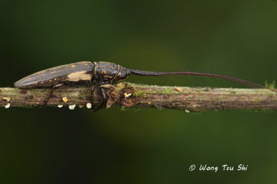 (Cerambycidae sp.)[G]  Long-horned Beetle 